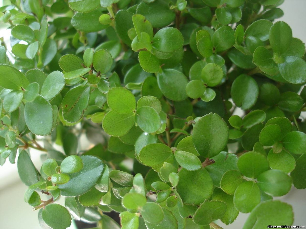 Мирсина комнатное растение