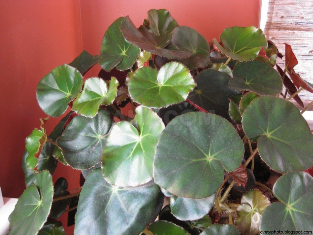 Бегония Кувшиновидная