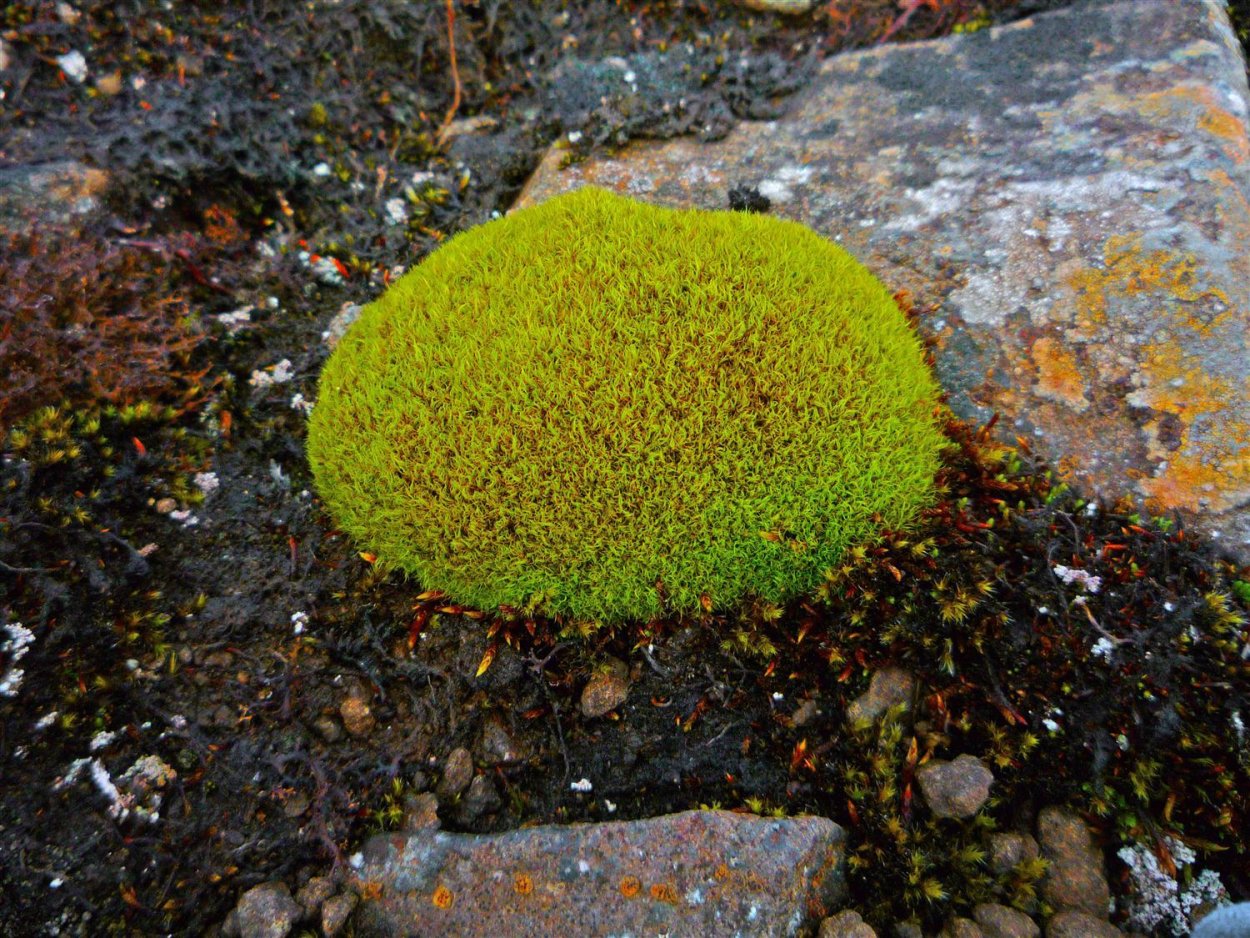 Альпы высокогорья лишайники