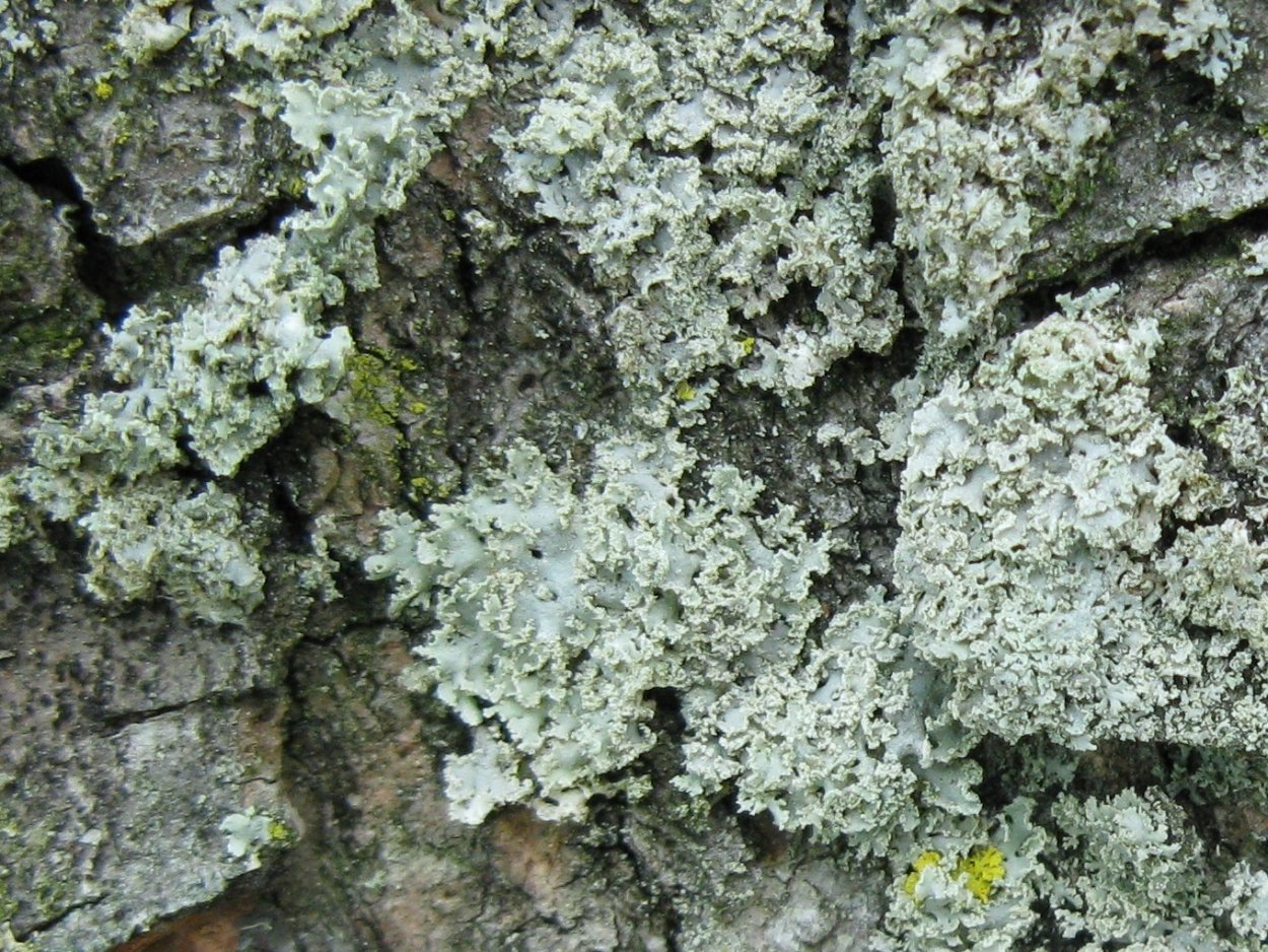 Лишайник кладония Арктическая