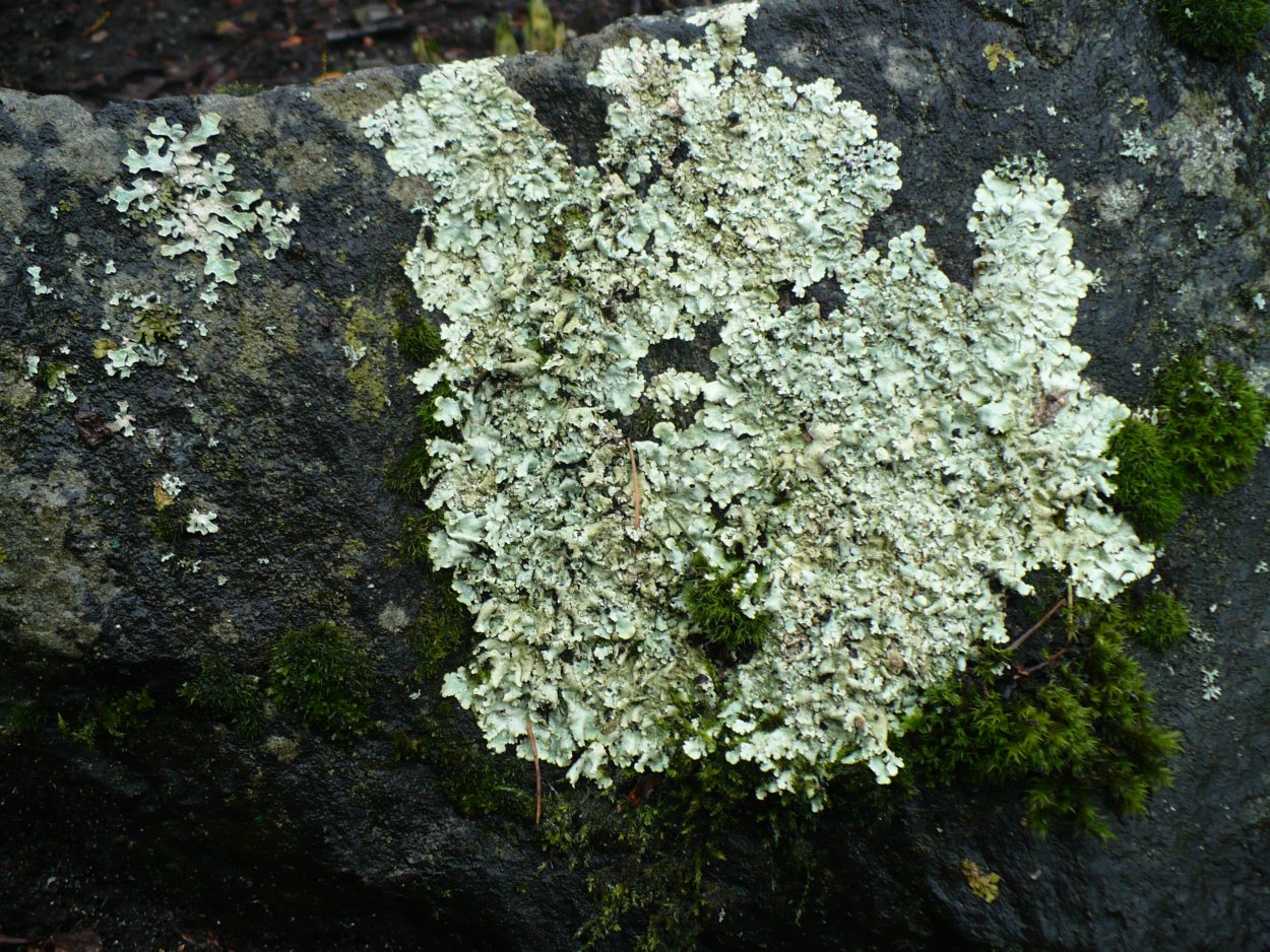 Арктический лишайник