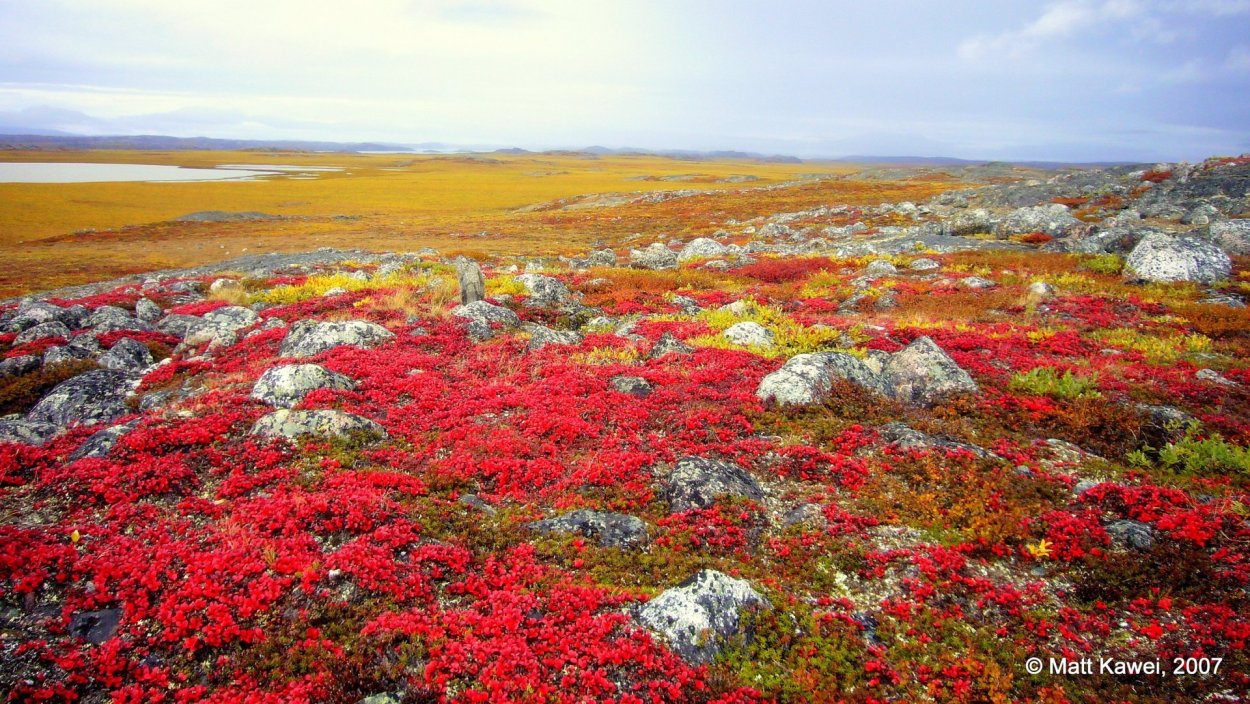 Таймыр полуостров растительность