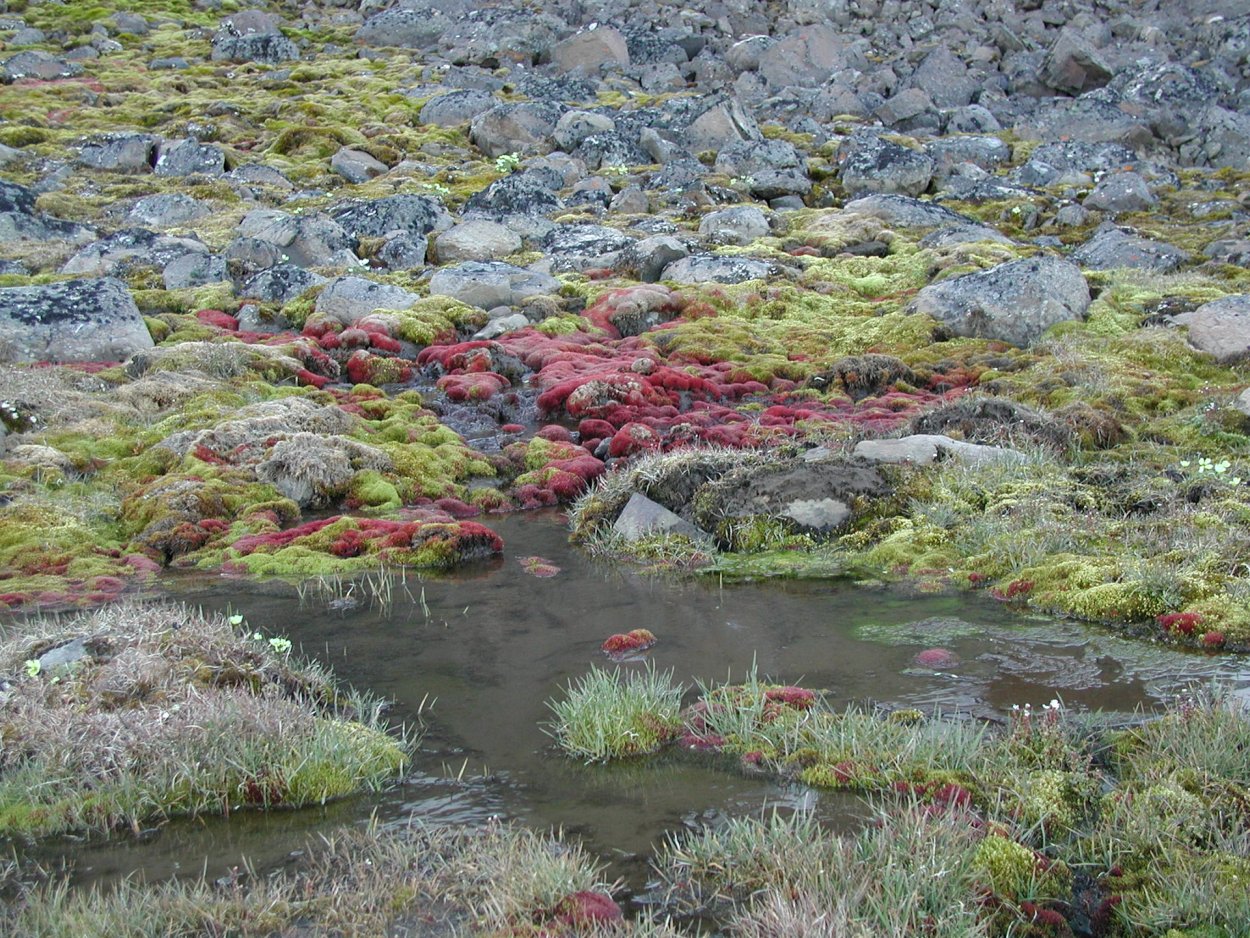 Гипновые мхи Арктика