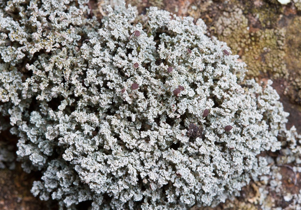 Кладония Арктическая