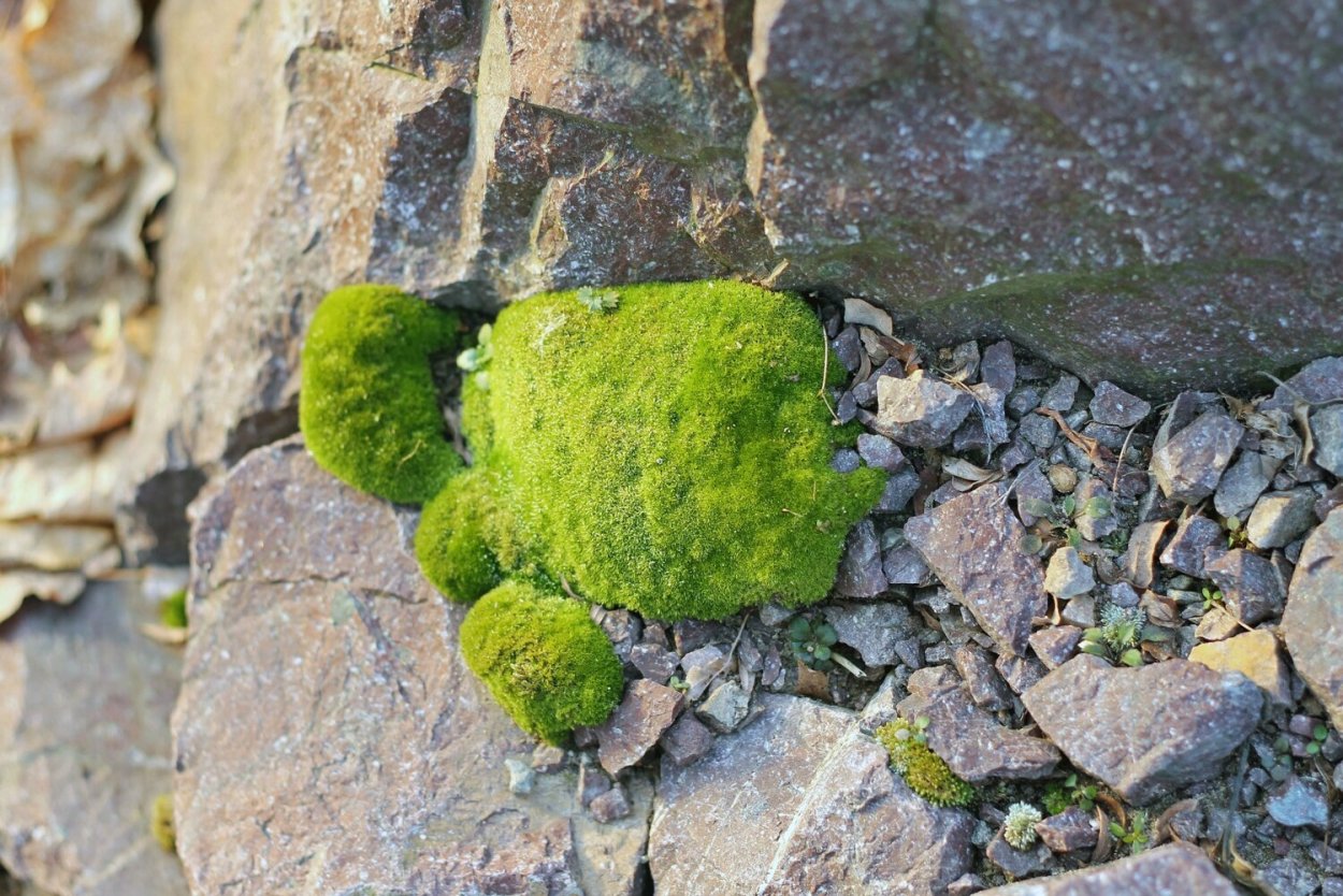 Гипновые мхи Арктика