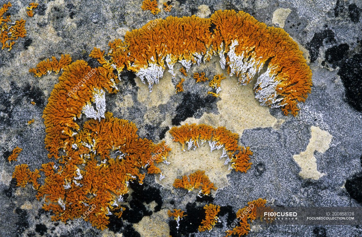 Накипные лишайники Арктики