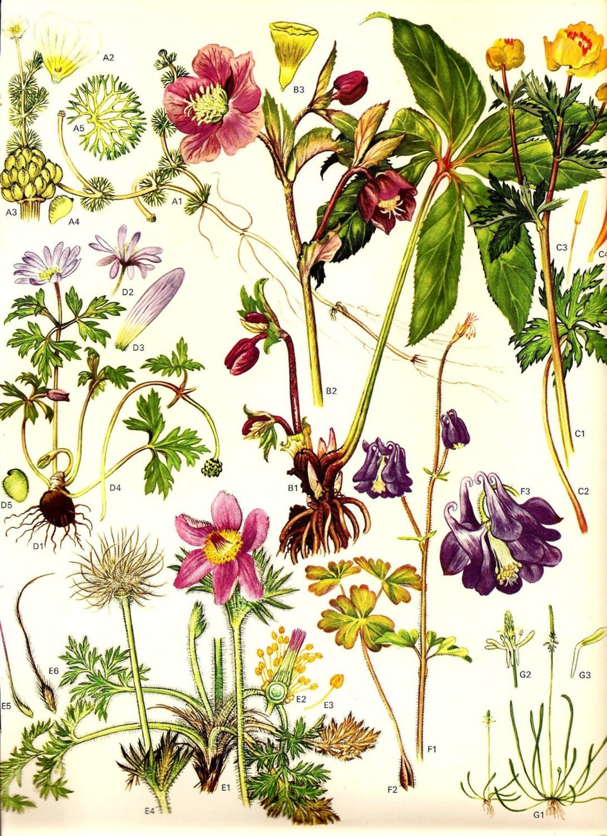 Красивая ботаника. Иерис ботаника. Ежевика атлас растений. Vintage Botanical Prints. Ботаническая иллюстрация.