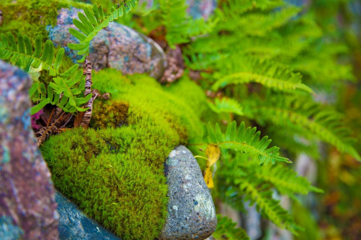 Водяной мох