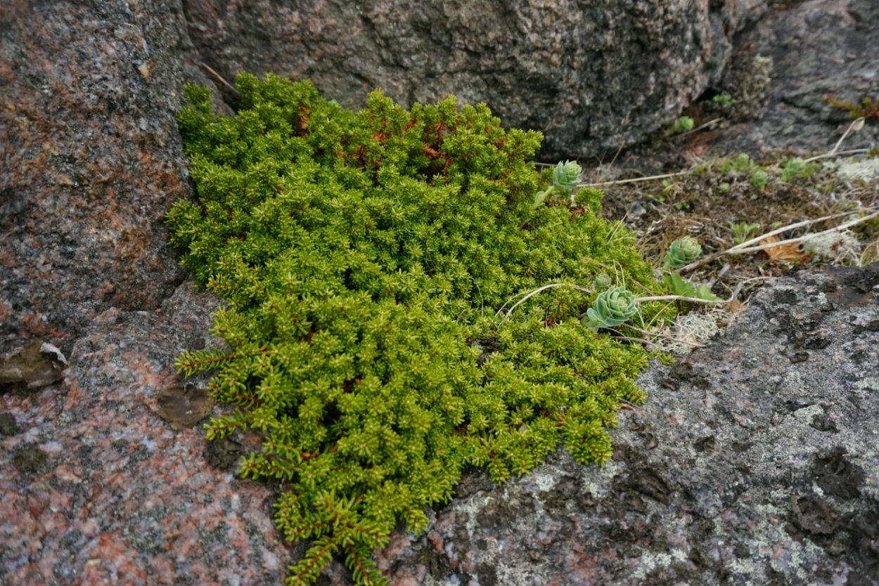 Ягель мох Южный