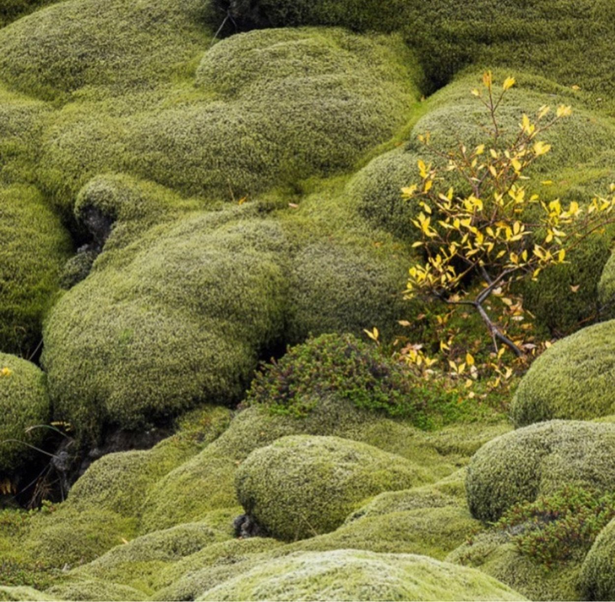 Лишайники Исландии