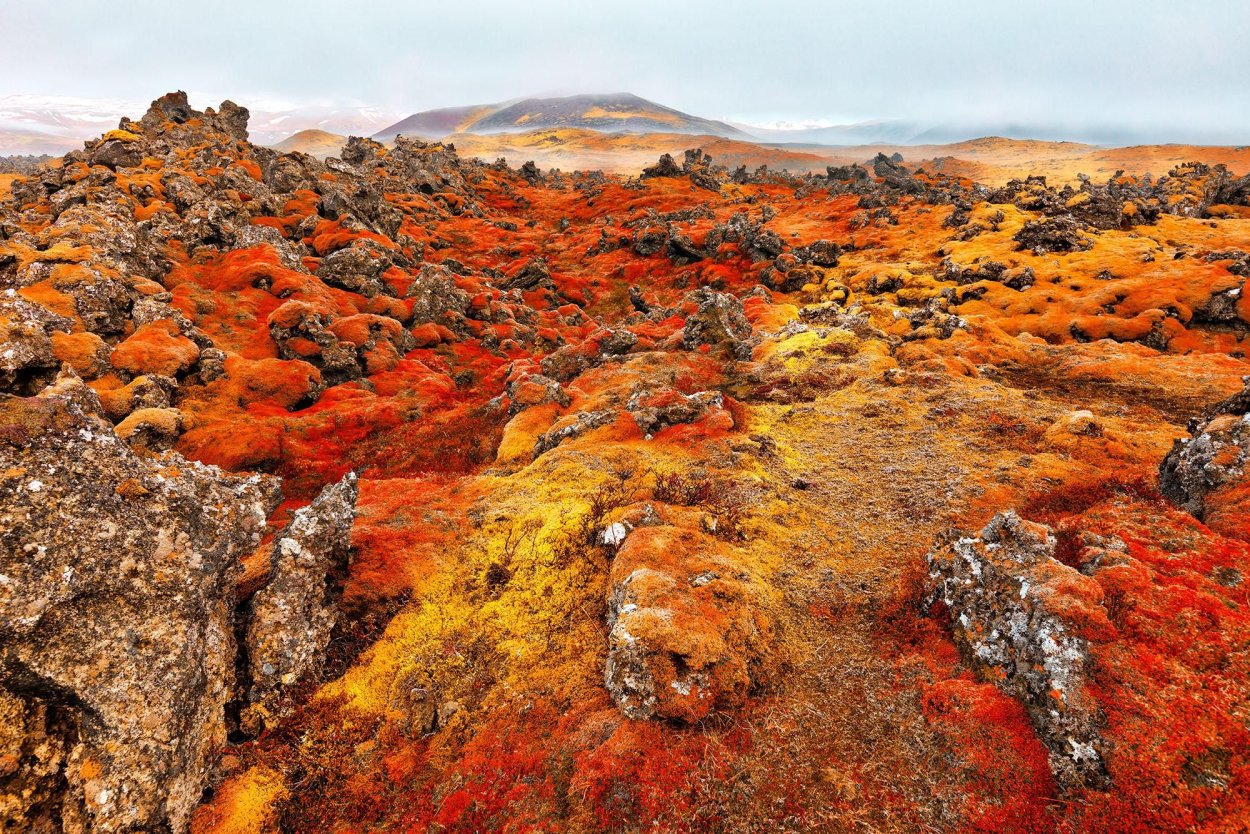 Ягель в тундре