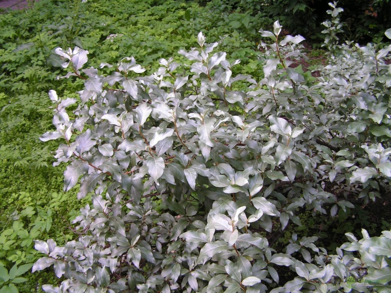 Лох серебристый (Elaeagnus argentea)