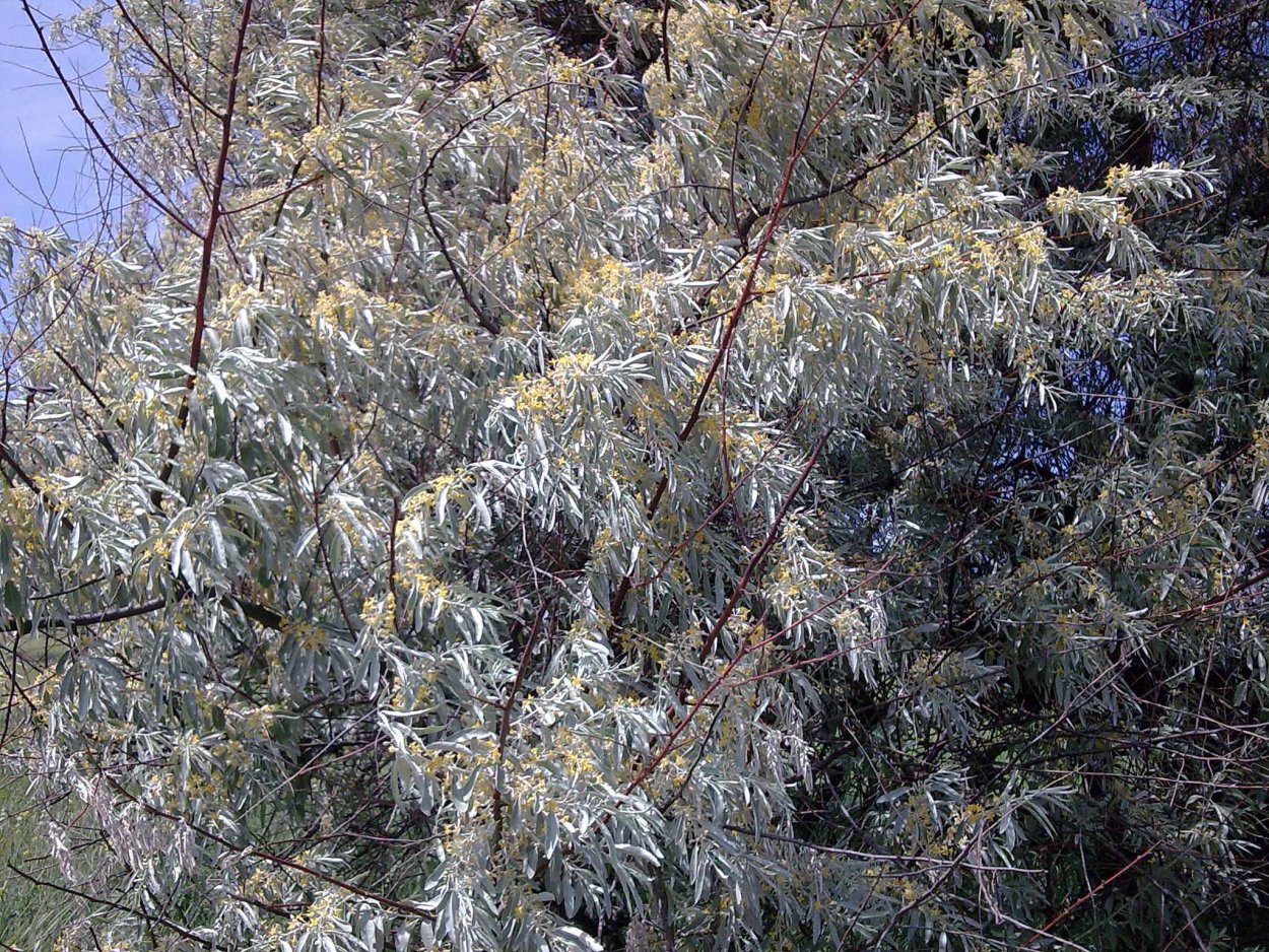 Лох серебристый растение