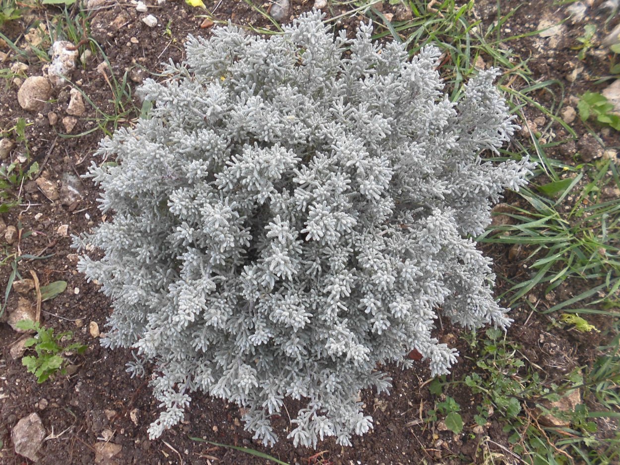 Сантолина вечнозеленая