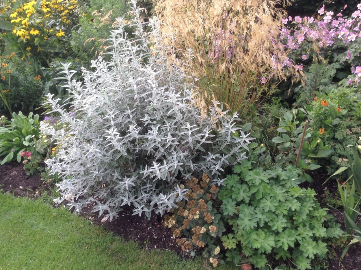 Буддлея Silver Anniversary