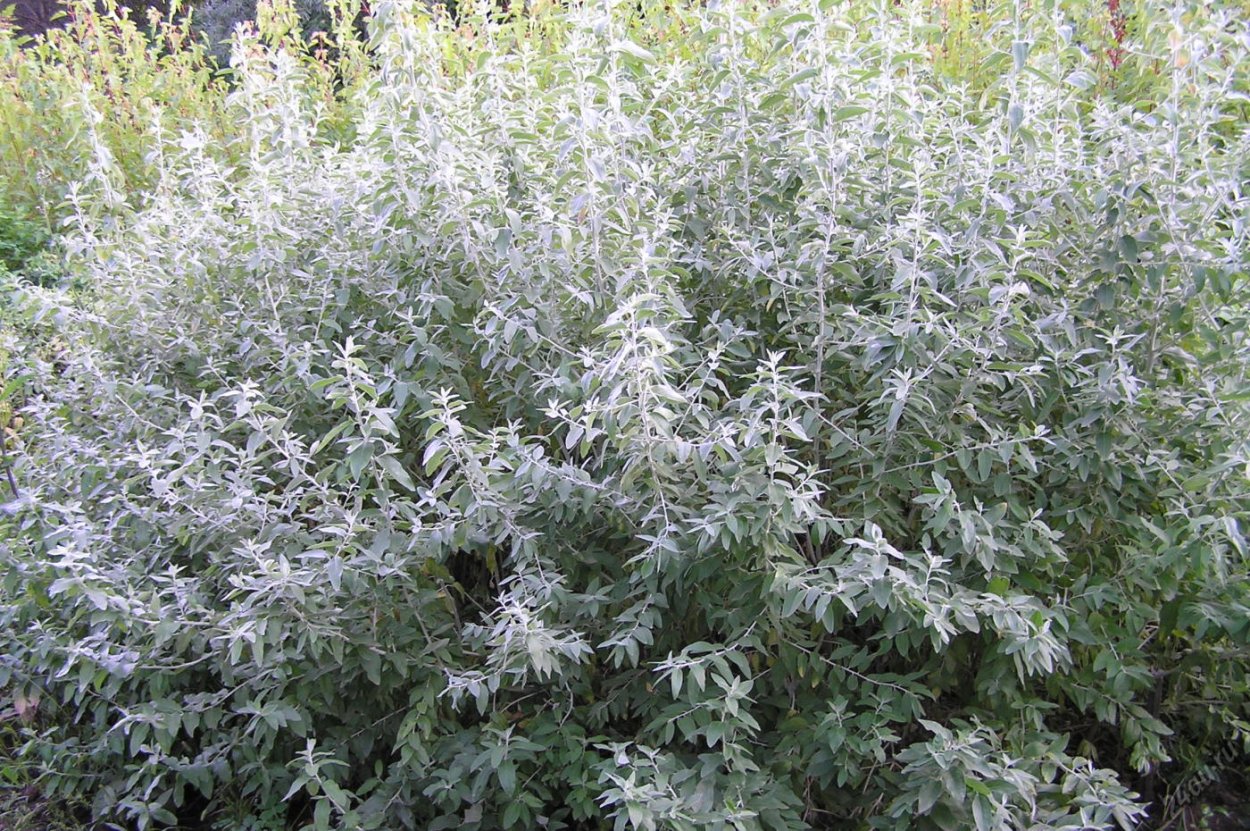 Лох серебристый