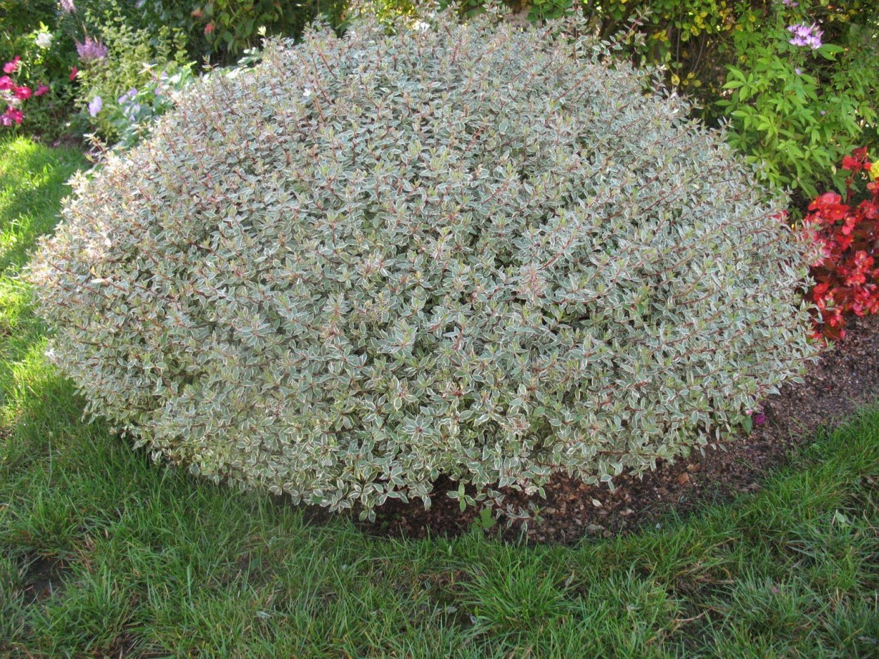 Дерен серебристый