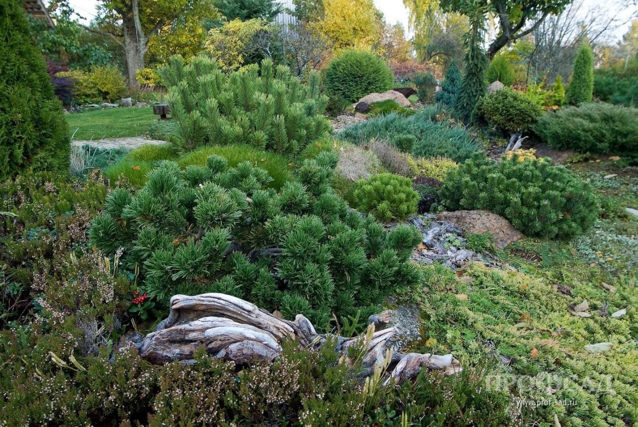 Константин Коржавин сад хвойные