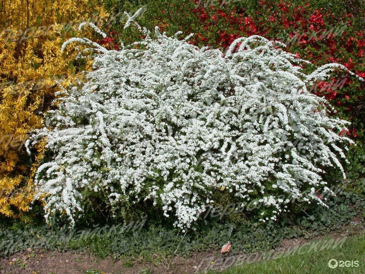 Спирея аргута Spiraea arguta