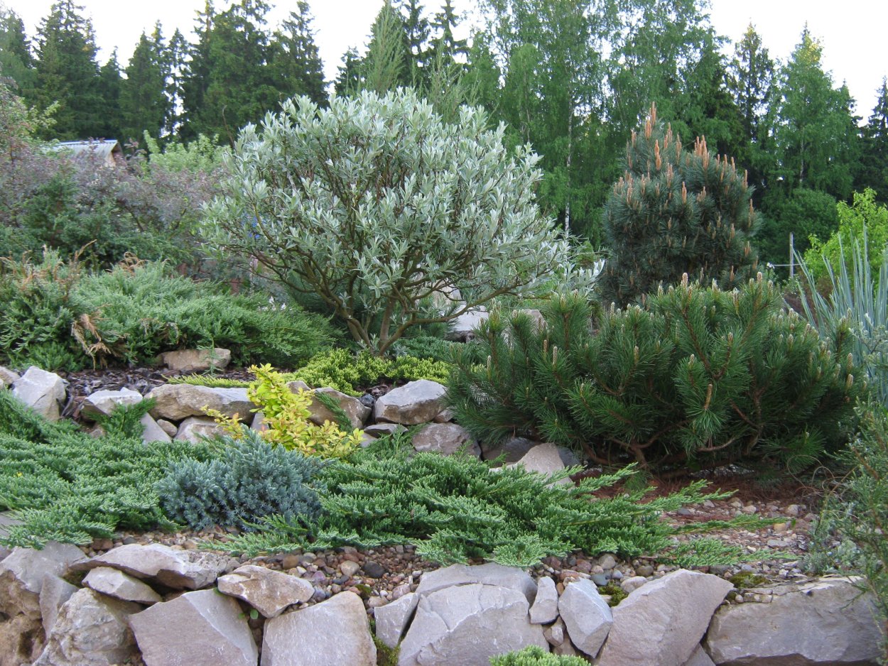 Ива швейцарская Гельветика в ландшафтном дизайне