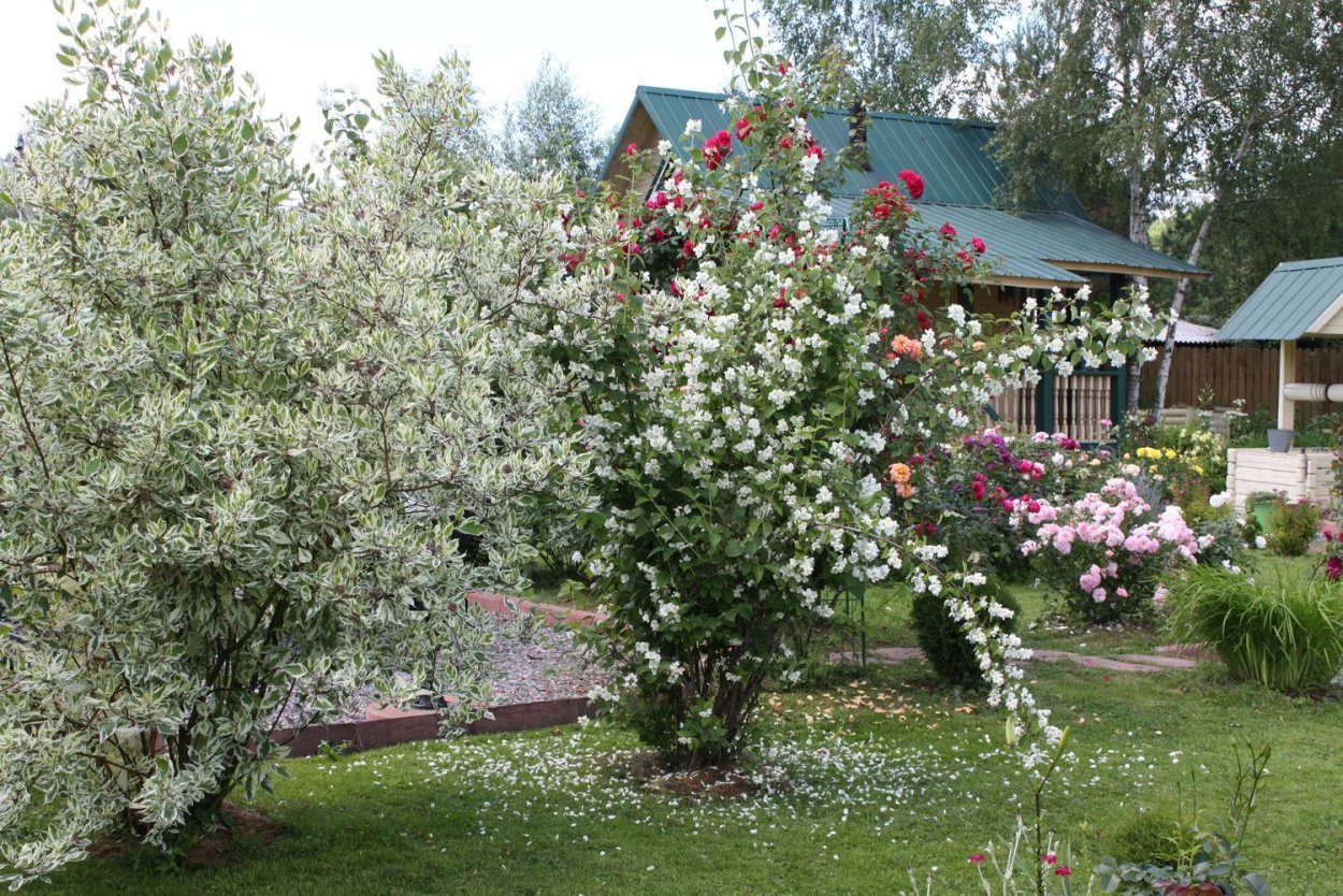 Чубушник и дерен