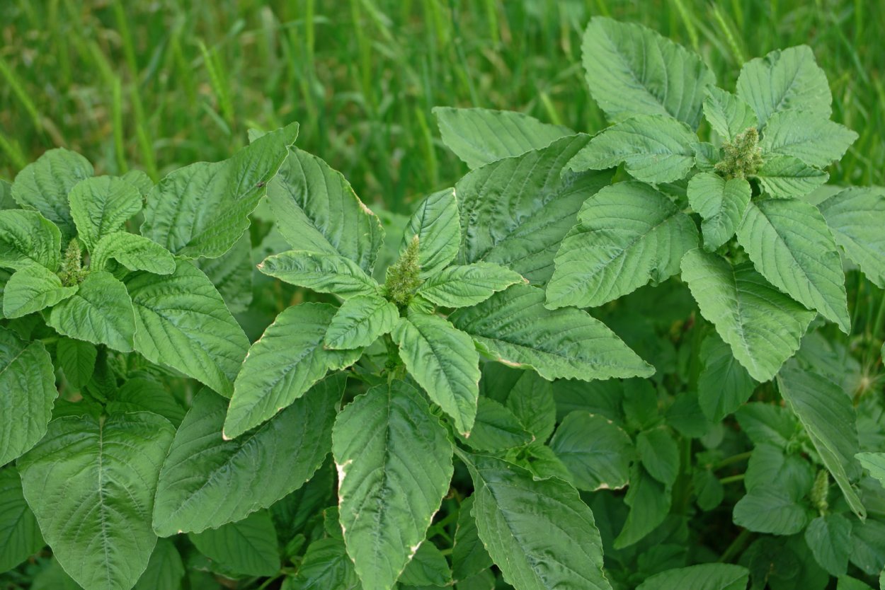 Щирица запрокинутая (Amaranthus retroflexus l.)