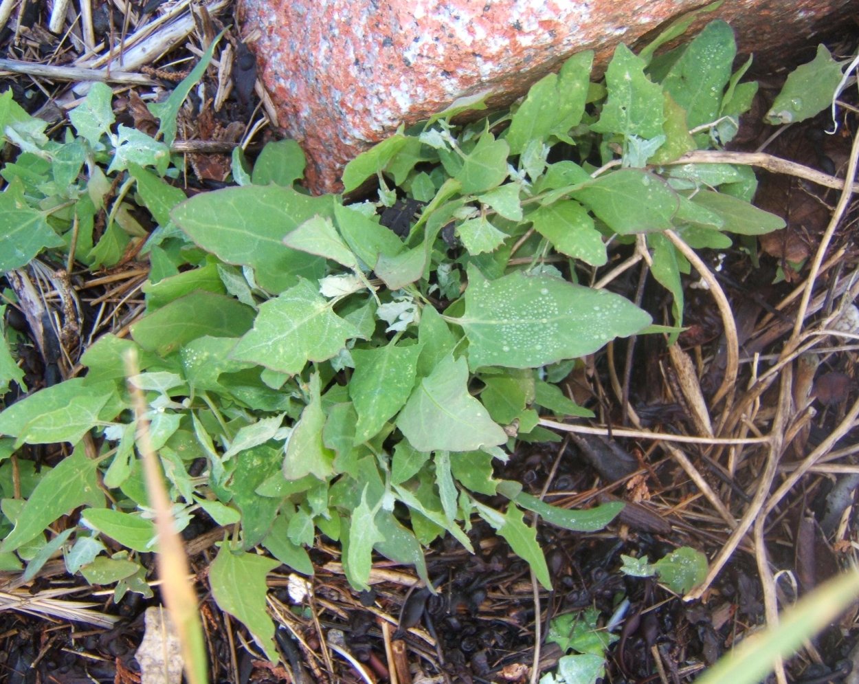 Растение лебеда раскидистая