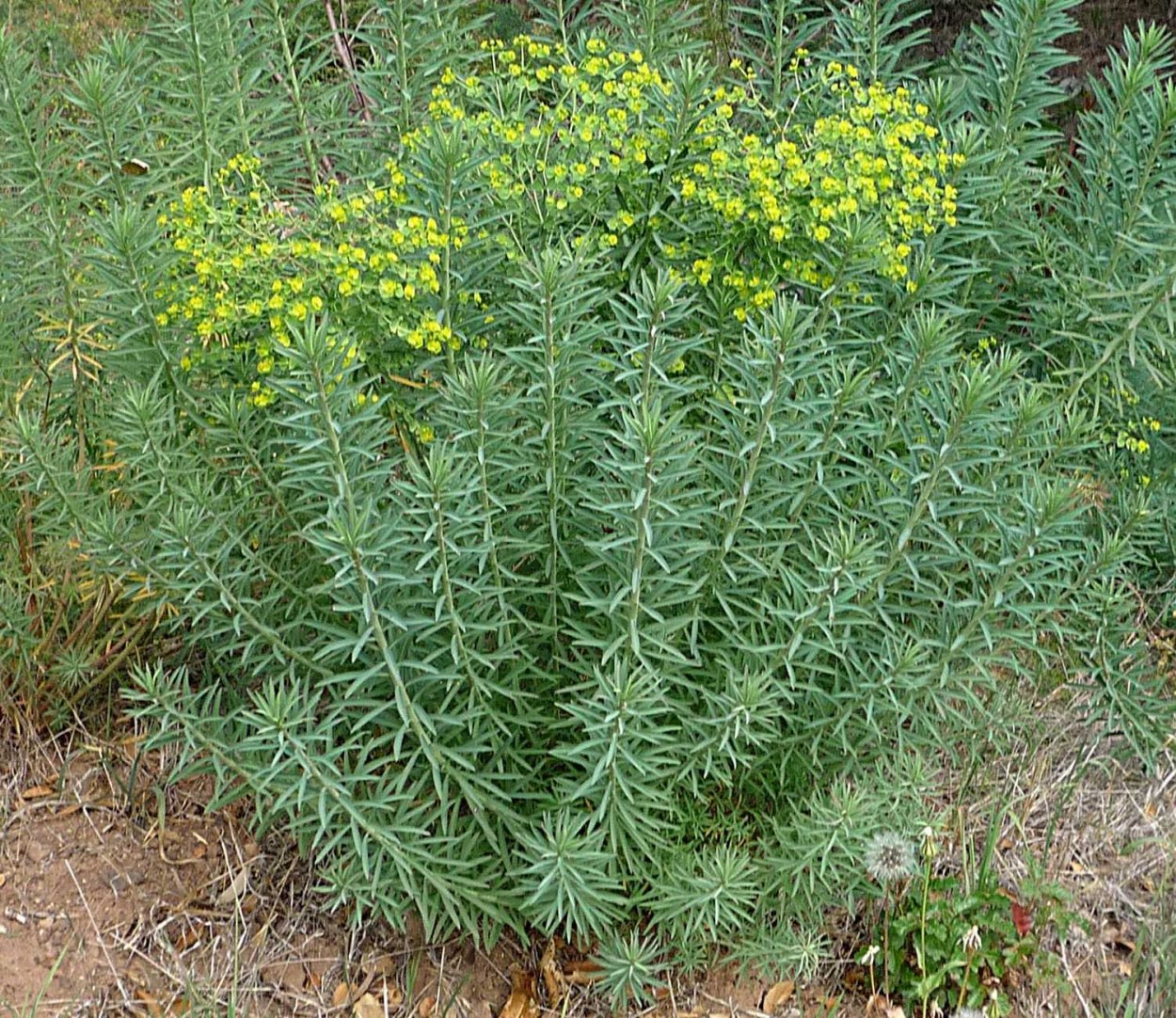 Молочай сорняк огородный