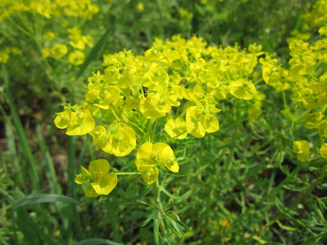 Молочай кипарисовый (Euphorbia cyparissias)