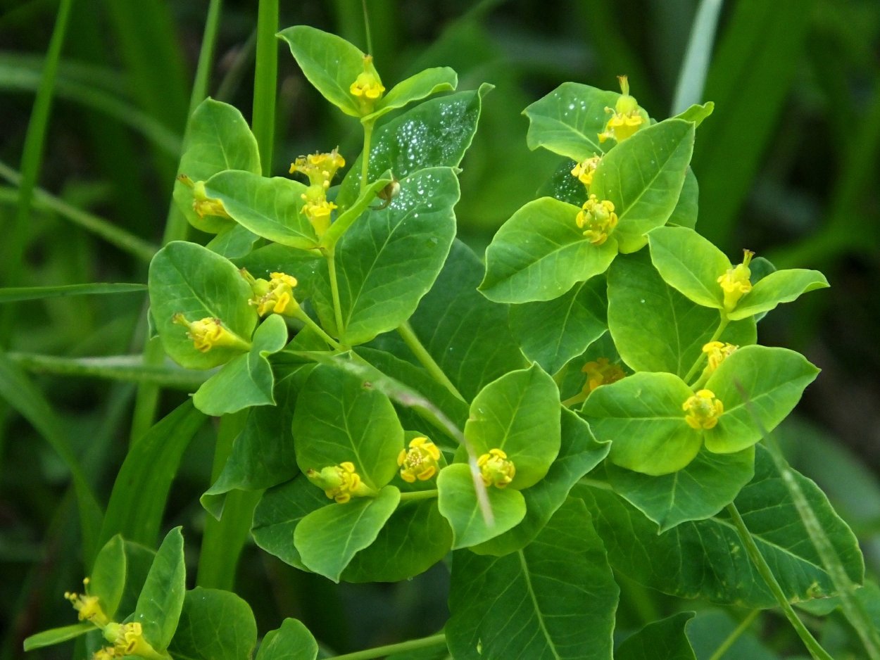 Молочай длиннорогий