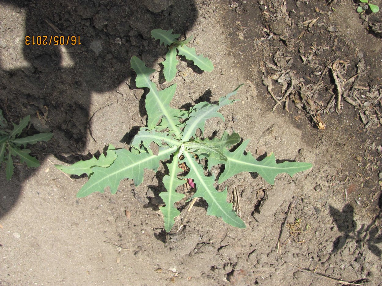 Молочай сорняк огородный