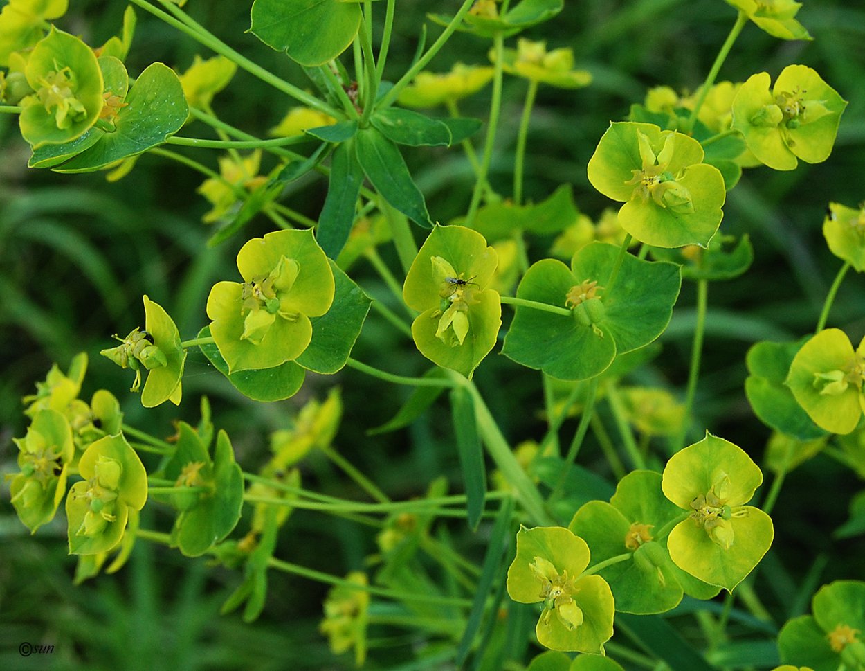 Молочай лозный (Euphorbia virgata)