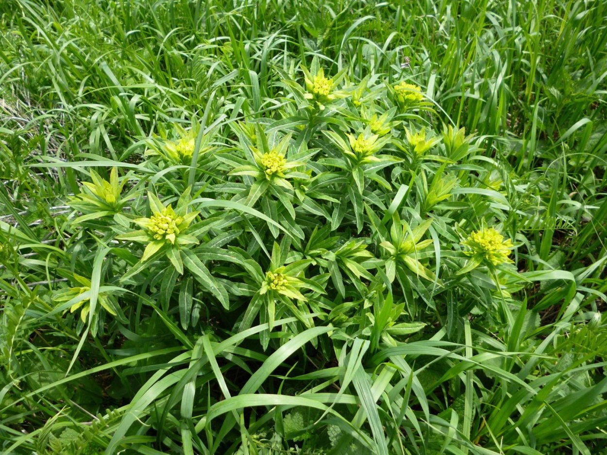 Молочай полумохнатый