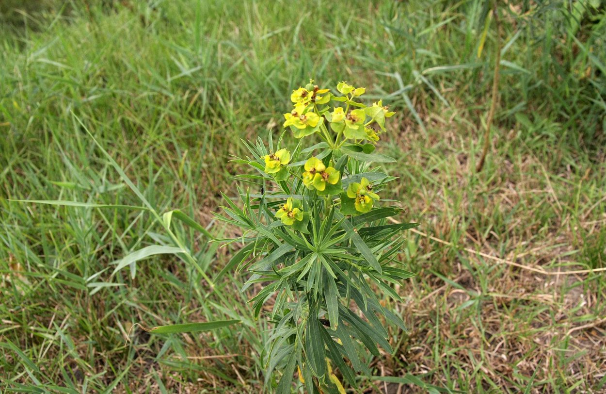 Молочай лозный (Euphorbia virgata)