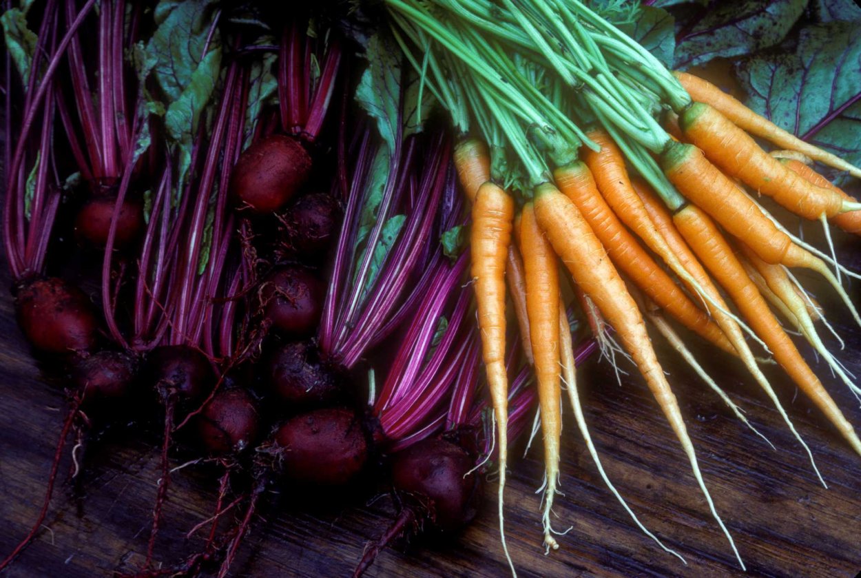 Морковь свекла редис
