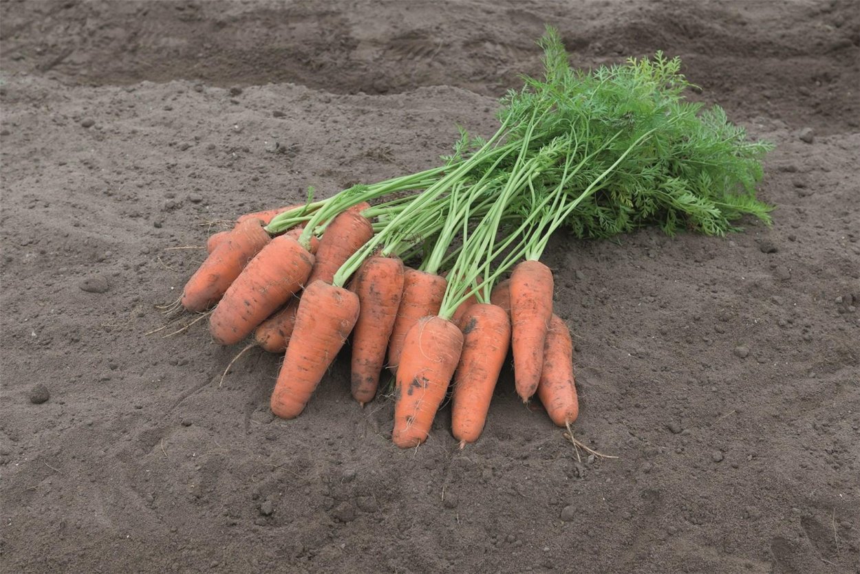 Морковь и свекла