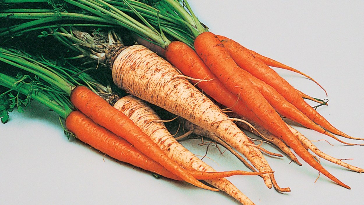 Корнеплоды морковного типа
