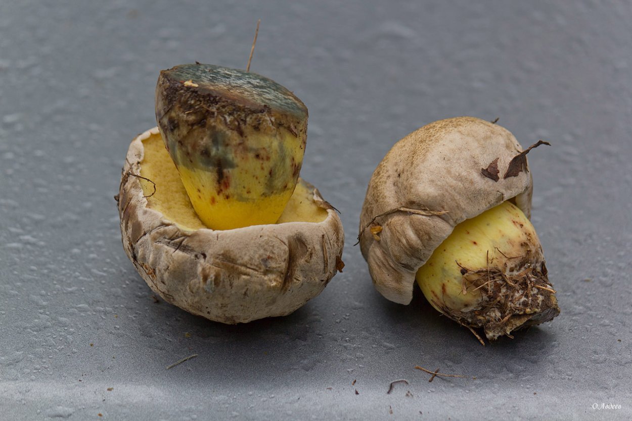 Болет укореняющийся