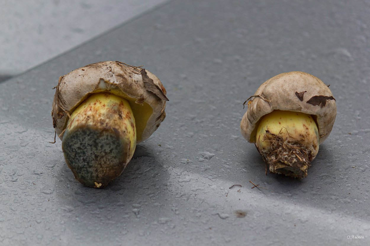 Боровик Ле Галь сатанинский гриб