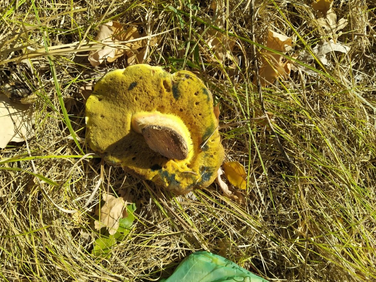 Боровик укореняющийся