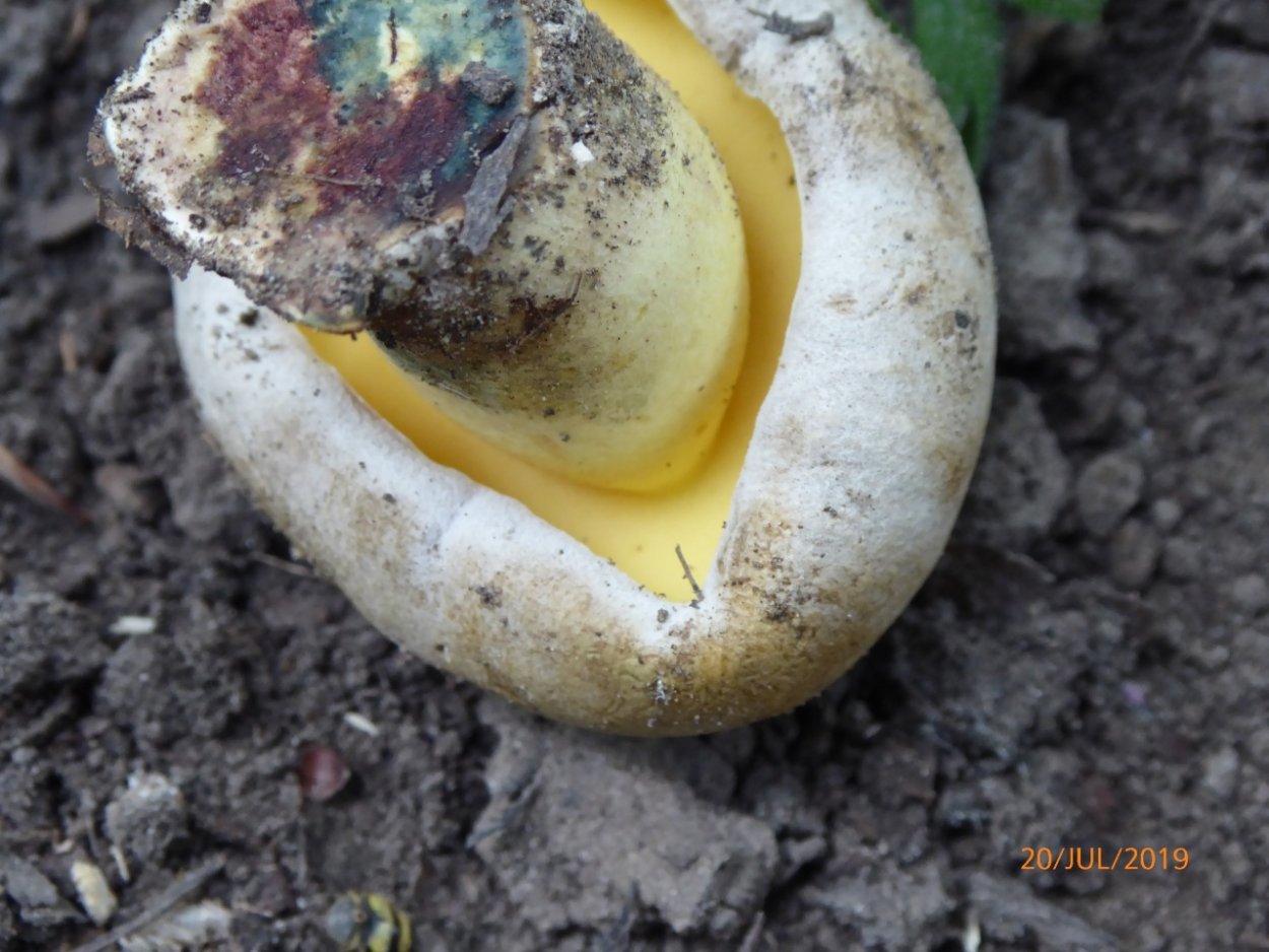 Боровик укореняющийся