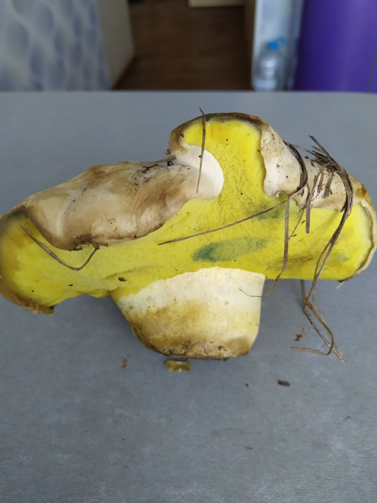 Боровик Берроуза