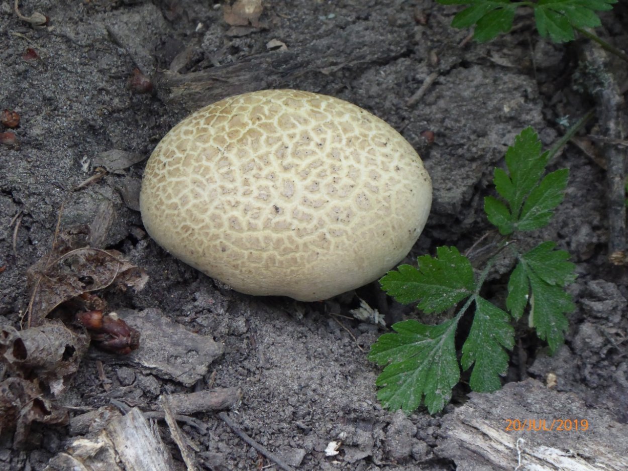 Боровик укореняющийся (Boletus radicans)