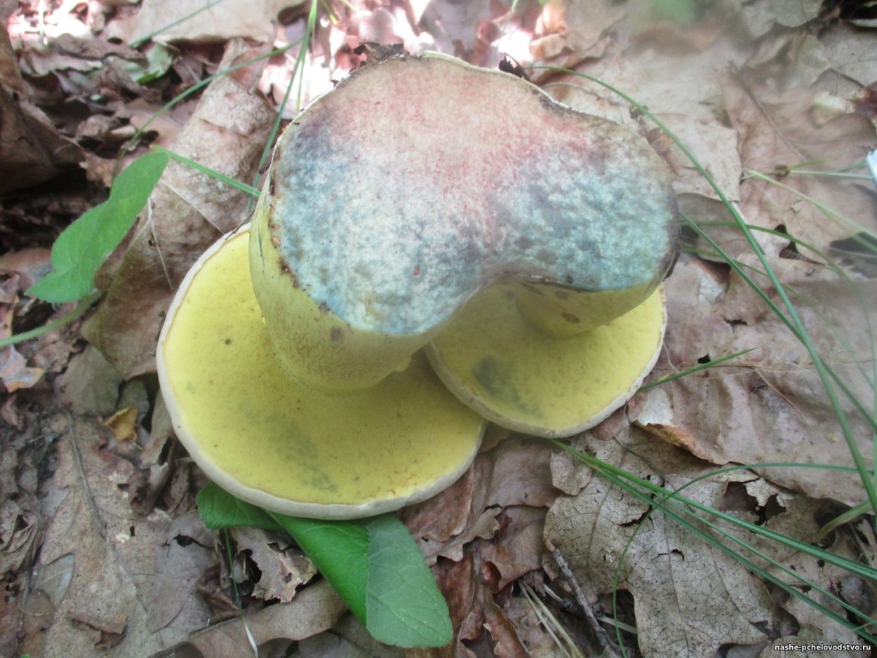 Боровик двуцветный