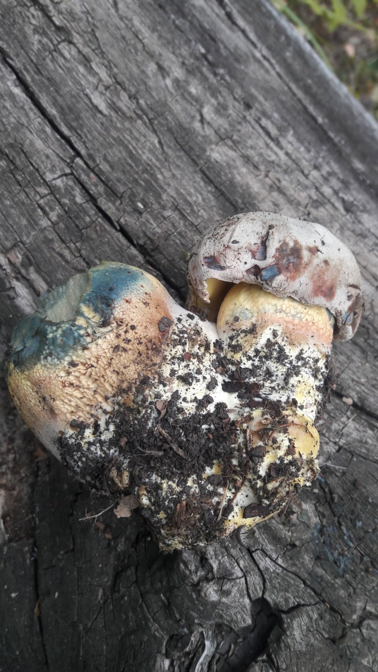 Ложный Боровик белый гриб