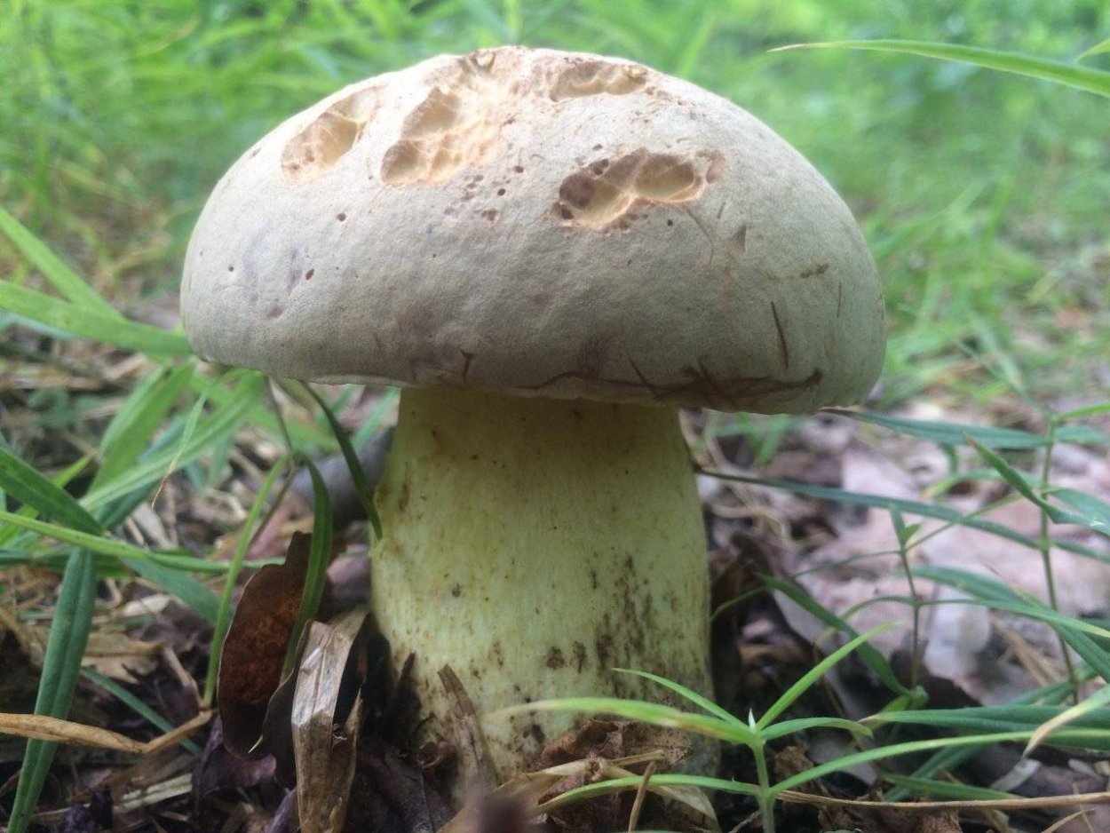 Боровик коренастый Boletus radicans