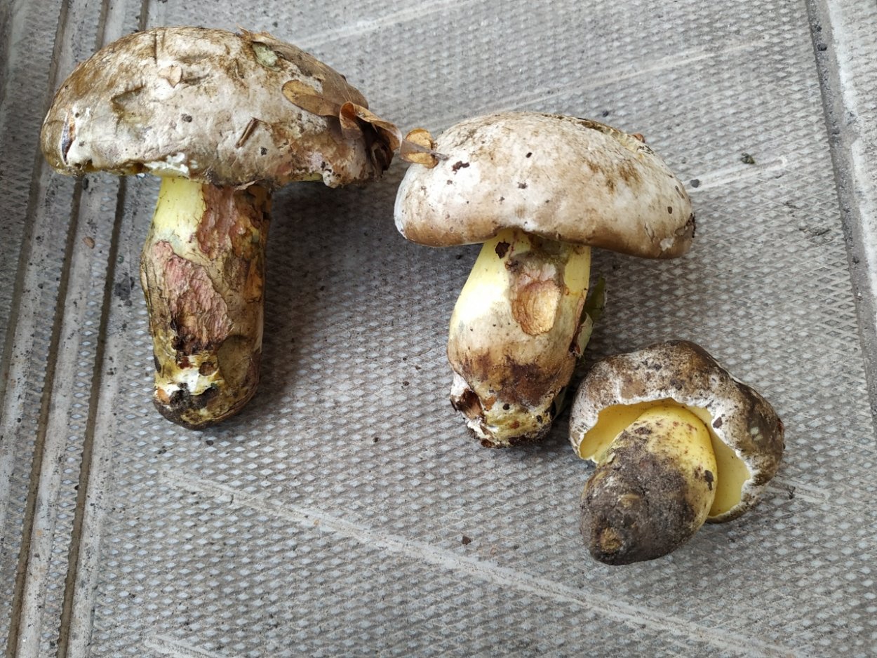 Белые грибы Коми