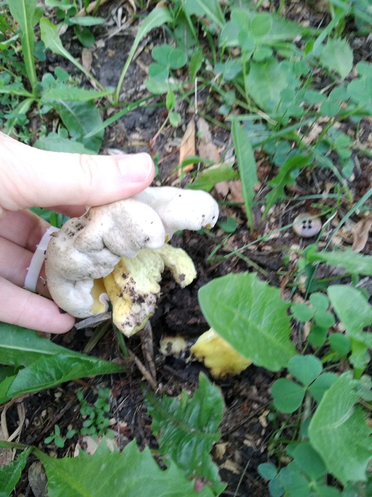 Боровик синеющий