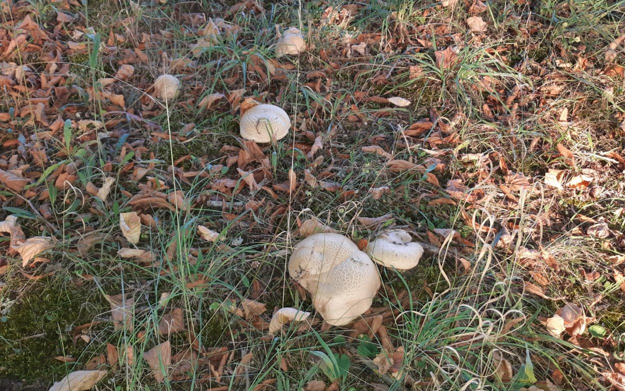 Боровик жёлтый (Boletus junquilleus)