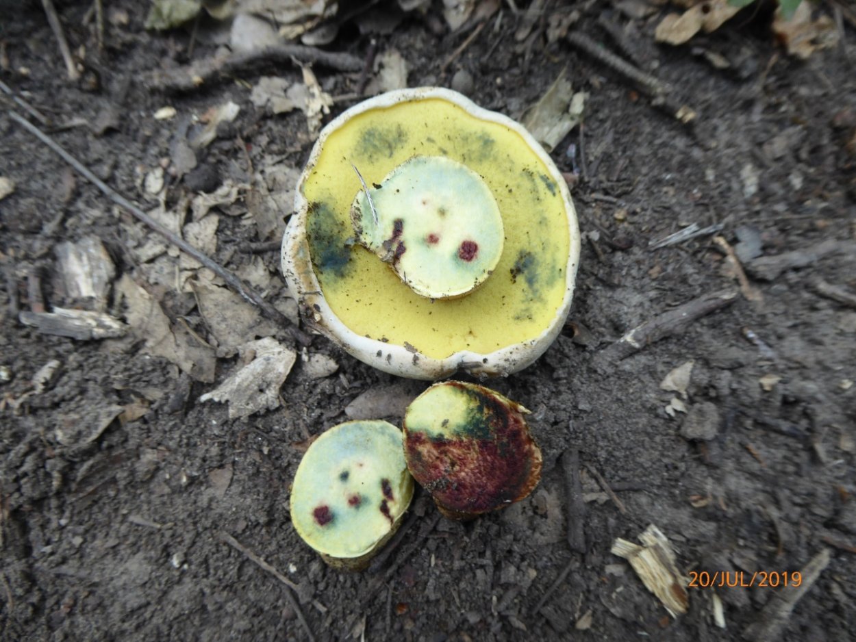 Огромный белый гриб